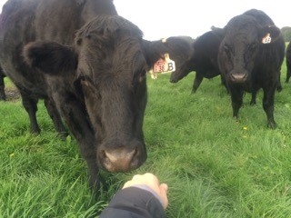 Livestock Angus Cattle Hand Feed