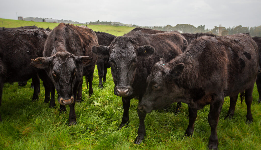Livestock Angus Cattle Mob Wet