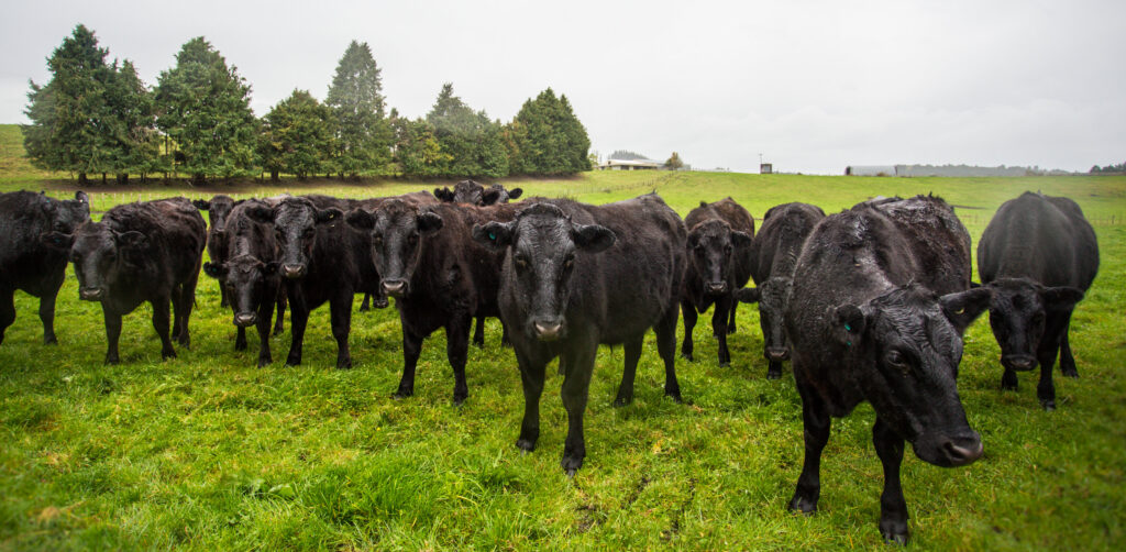 Livestock Angus Herd Wet Paddock
