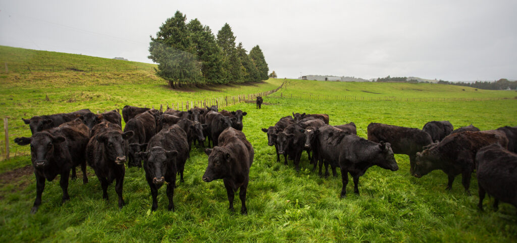 Livestock Angus Mob Green Paddock