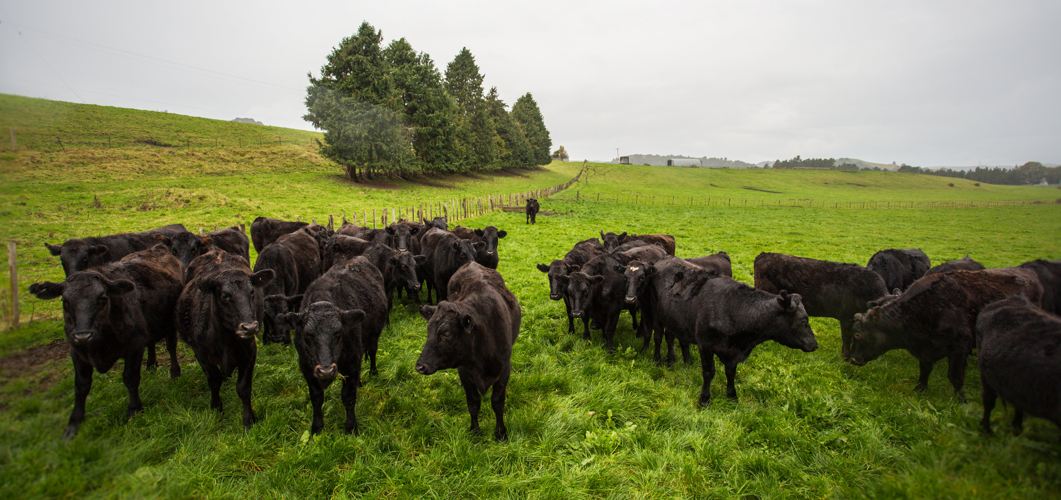 Angus cattle on paddock