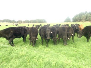 Livestock Angus Yearlings Mob