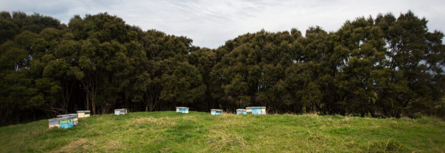 Farm Operations Beehive Row Bush Edge