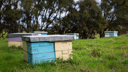 Infrastructure Beehives Manuka Bush