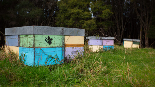 Infrastructure Colourful Beehives Treeline