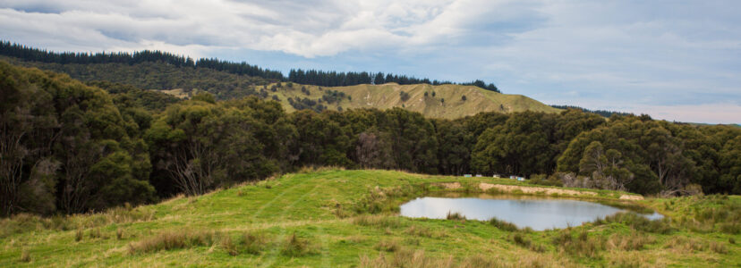 Infrastructure Farm Dam Pine Backdrop