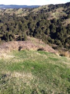 Land Hill Country Ridge Scrub