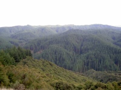 Land Pine Forest Hill Range