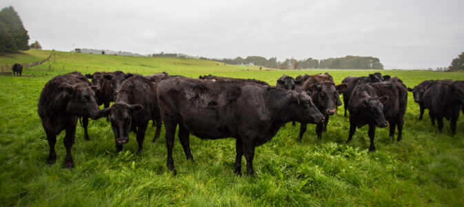 Livestock Angus Cattle Mob Pasture