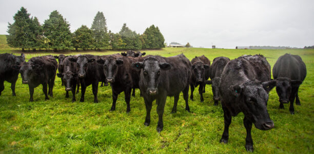 Livestock Angus Herd Wet Paddock