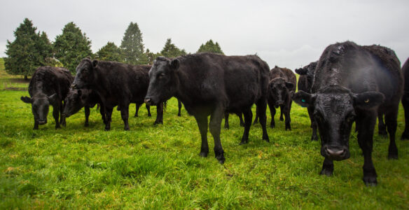 Livestock Angus Herd Wet Pasture
