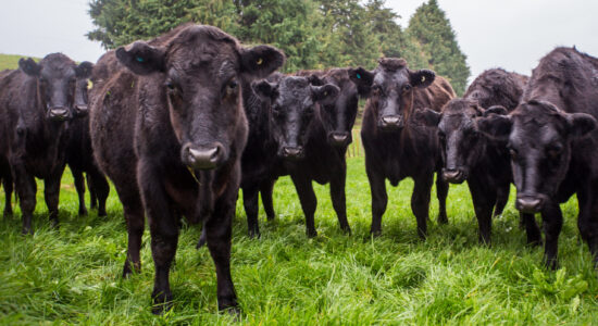 Livestock Angus Mob Close Up