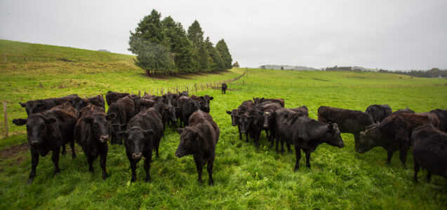Livestock Angus Mob Green Paddock