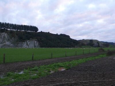 Livestock Sheep Mob Cliff Paddock