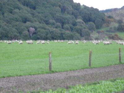 Livestock Sheep Mob Flat Paddock